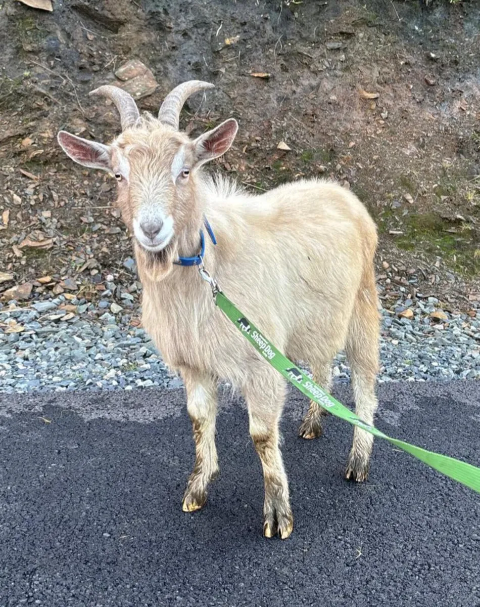 Male goats - Image 2
