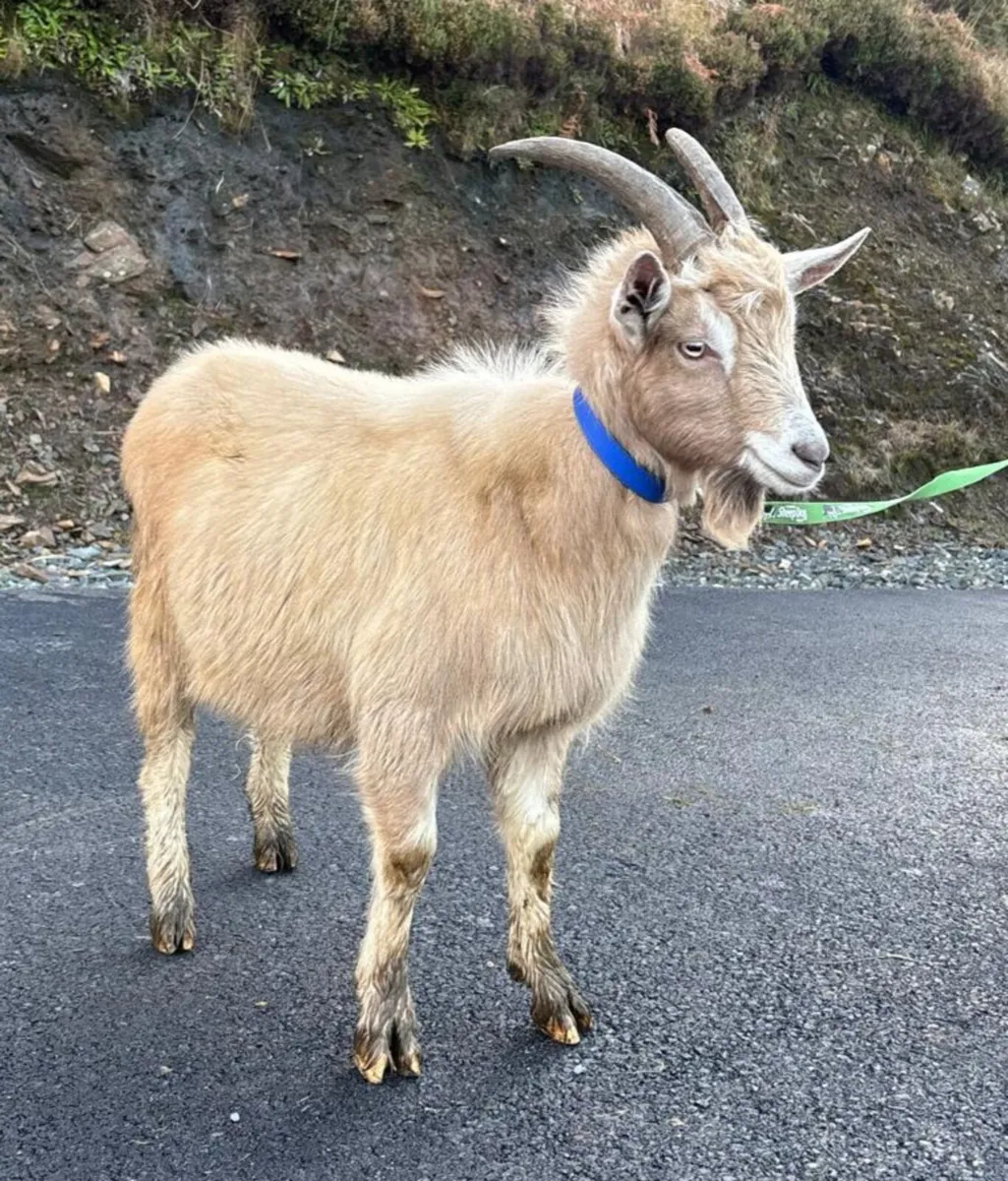 Male goats - Image 3