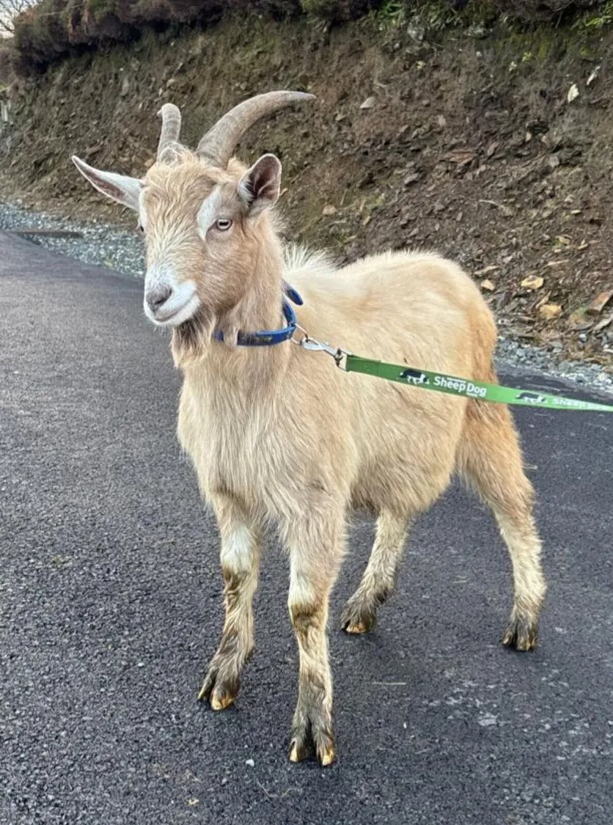 Male goats - Image 4