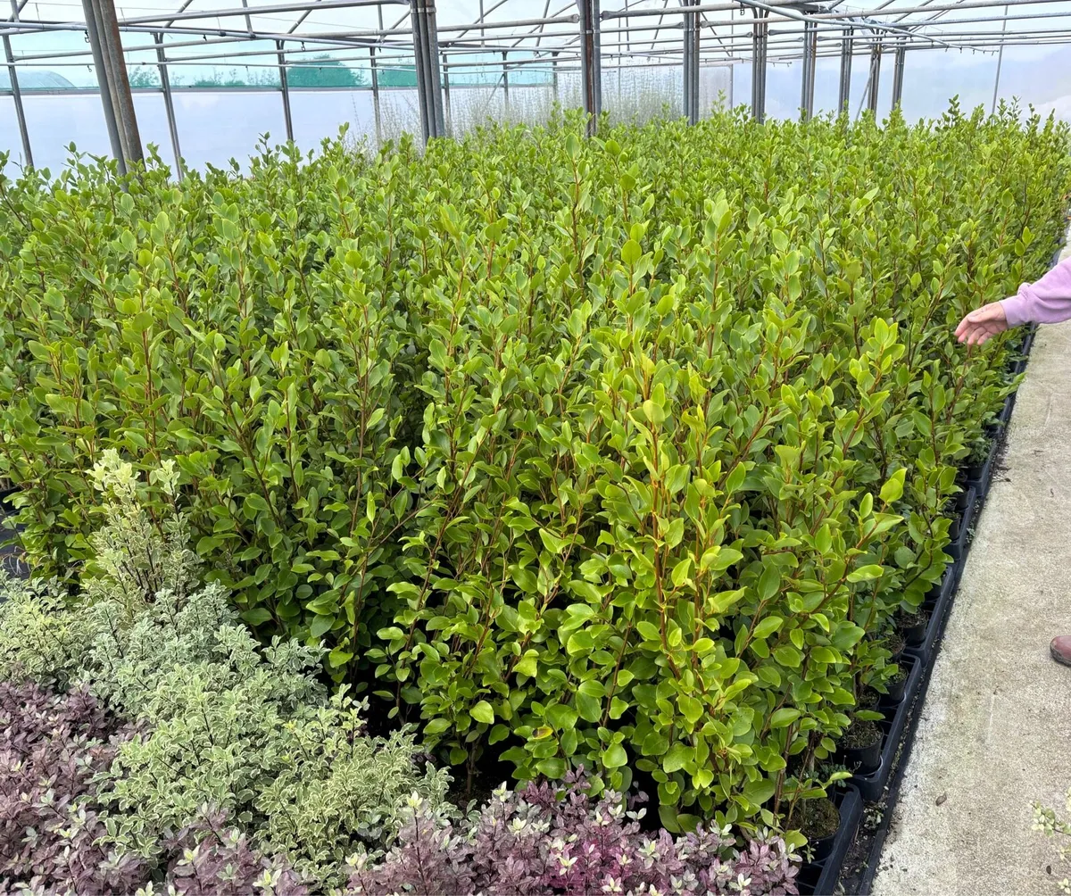 Griselinia hedging - Image 3