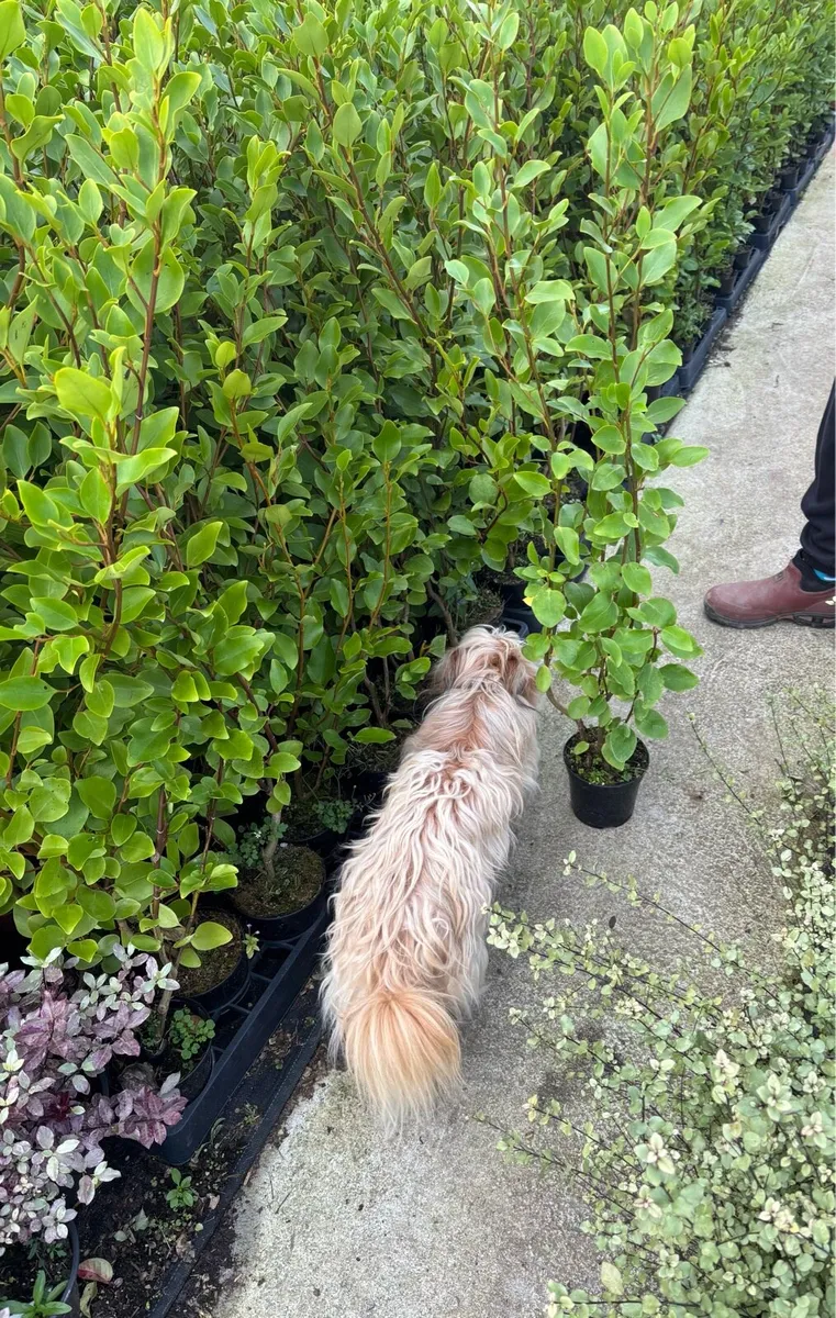 Griselinia hedging - Image 4