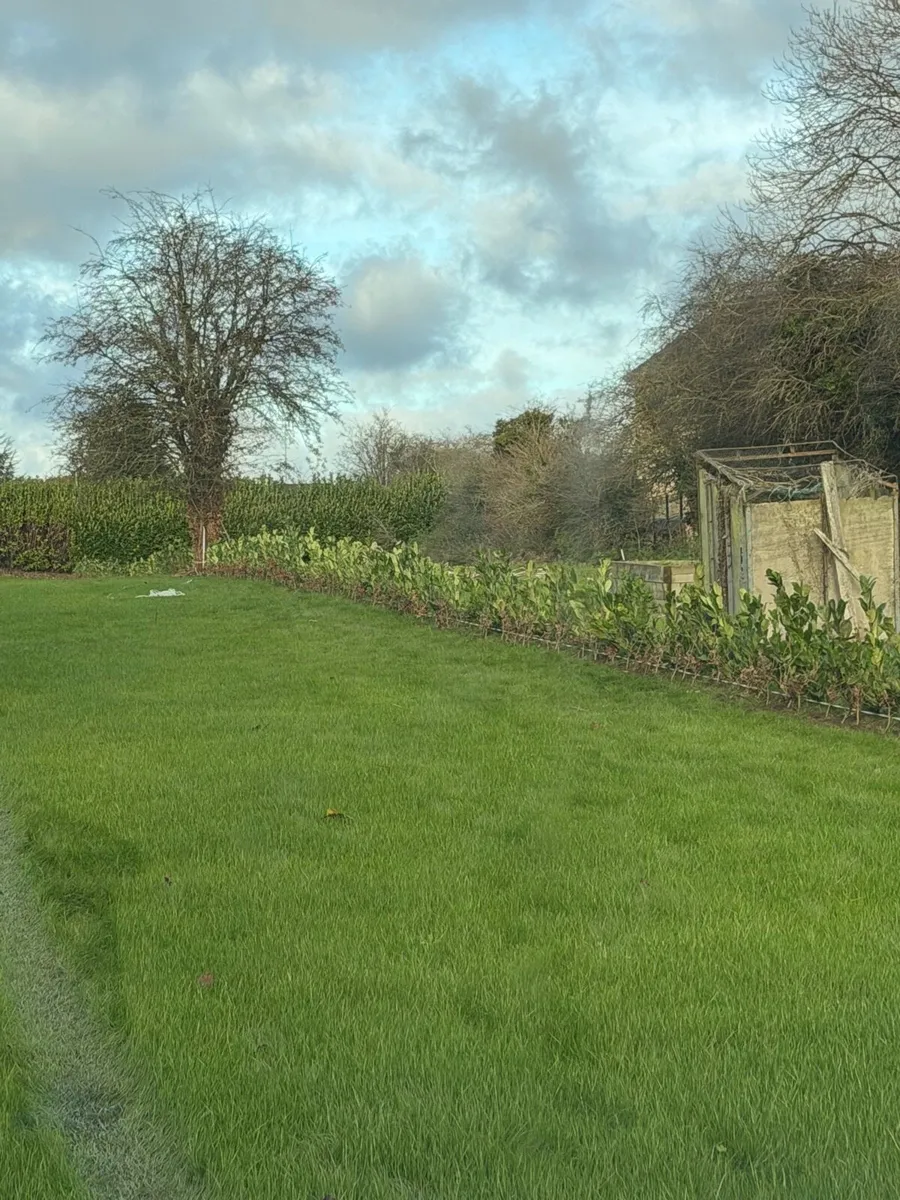 Whitethorn beech laurel - Hedge planting service - Image 2