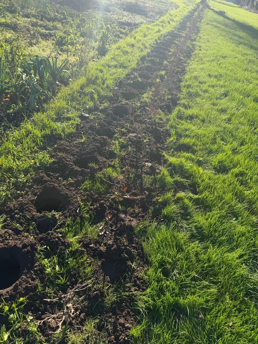 Whitethorn beech laurel - Hedge planting service - Image 3