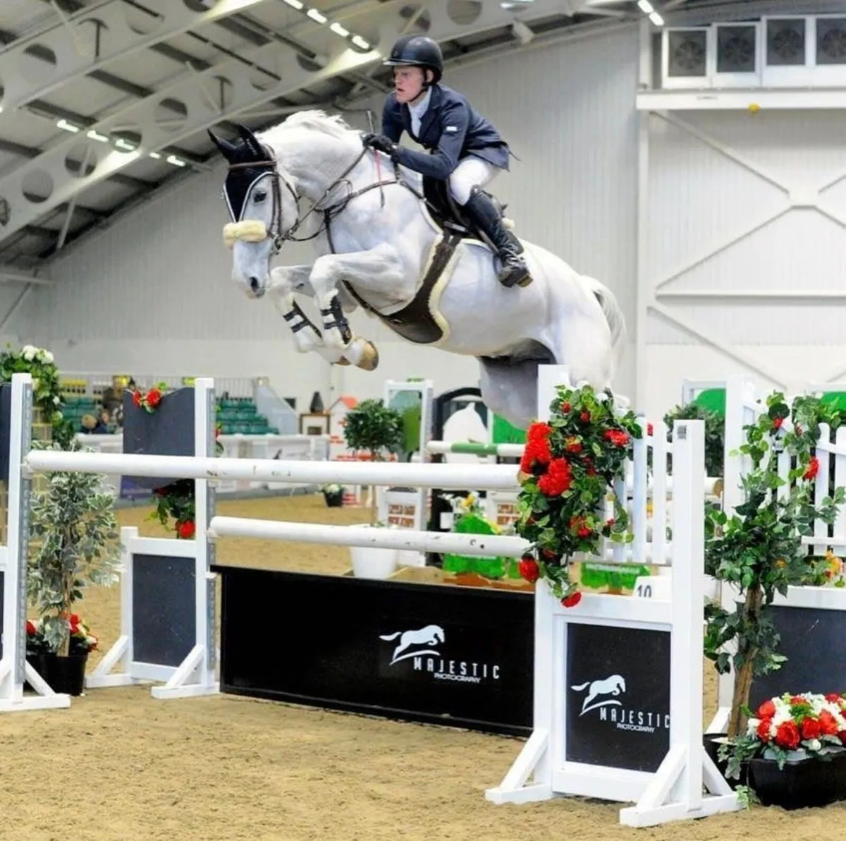 Saintly All-Rounder for sale- Ex Grand Prix horse - Image 2