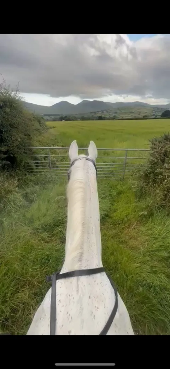 Saintly All-Rounder for sale- Ex Grand Prix horse - Image 3