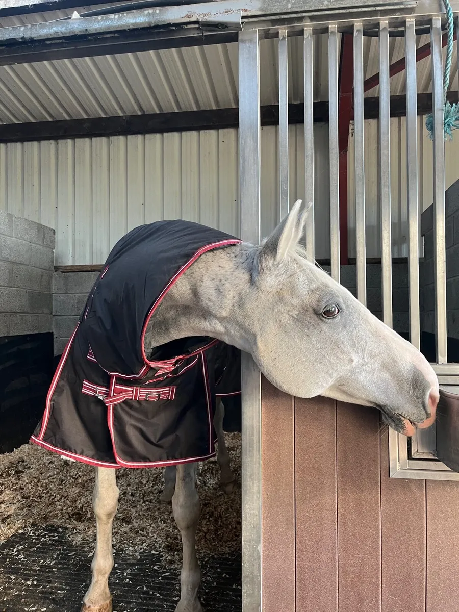 Saintly All-Rounder for sale- Ex Grand Prix horse - Image 4