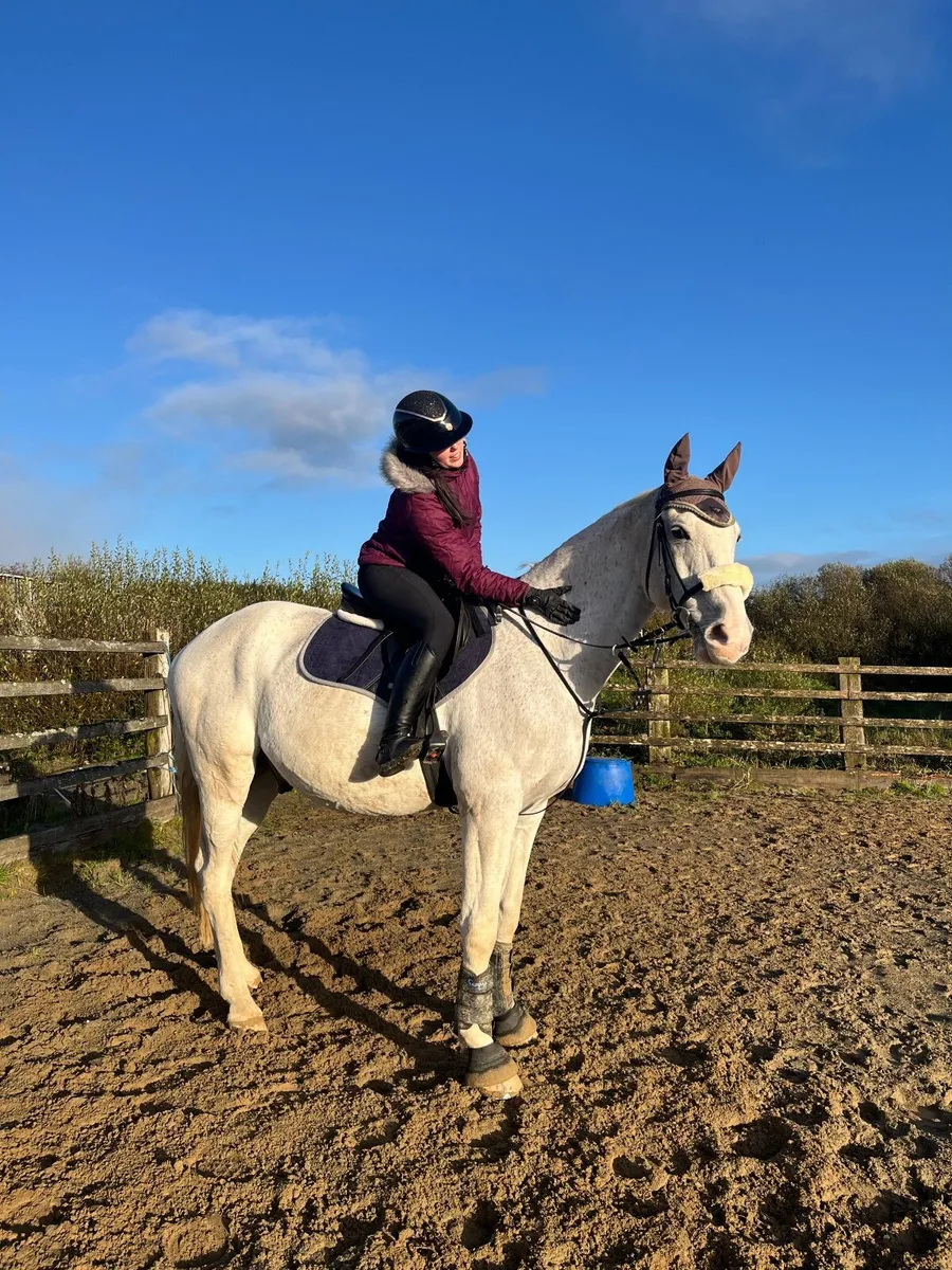 Saintly All-Rounder for sale- Ex Grand Prix horse - Image 1