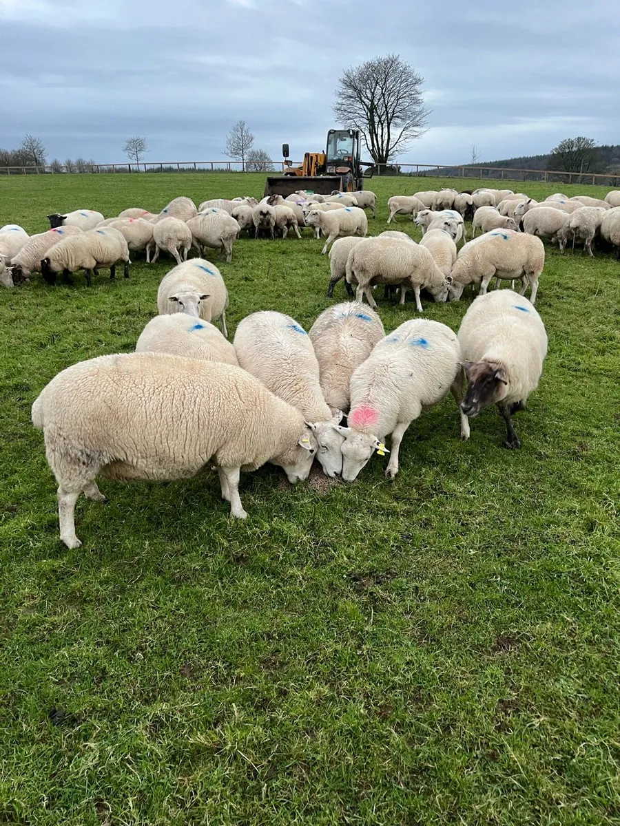 In lamb ewes - Image 1