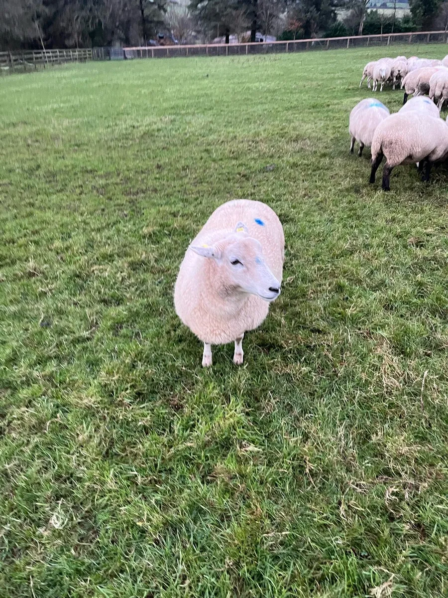 In lamb ewes - Image 2