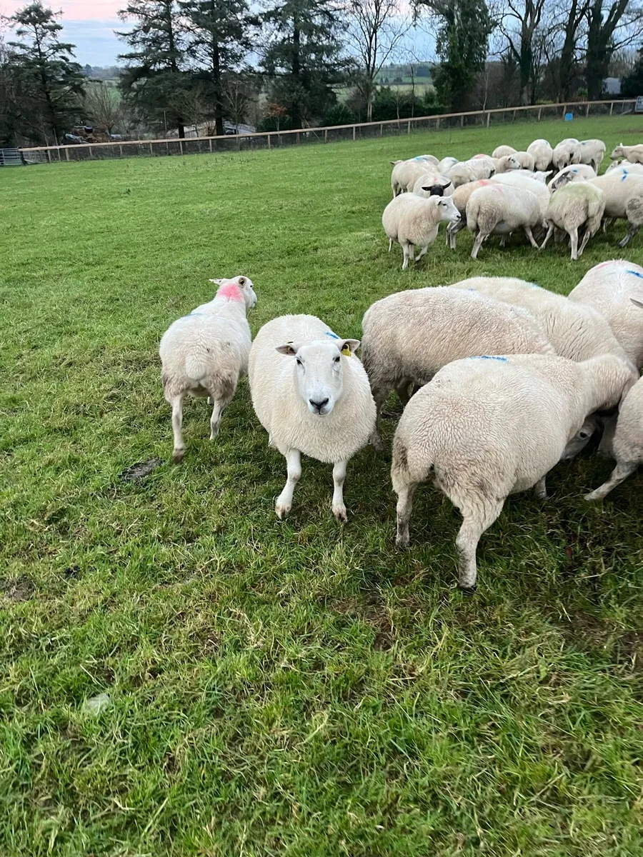 In lamb ewes - Image 3