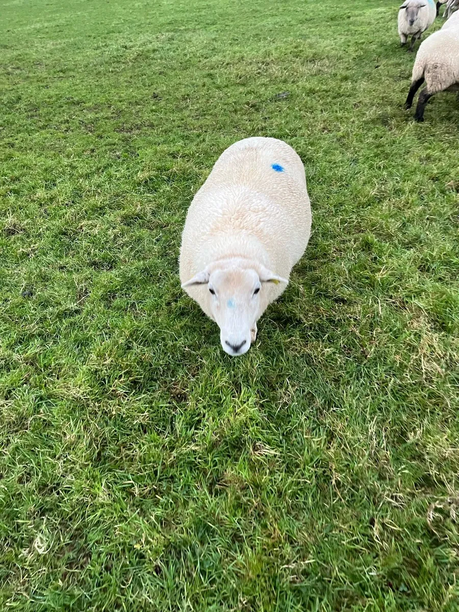 In lamb ewes - Image 4