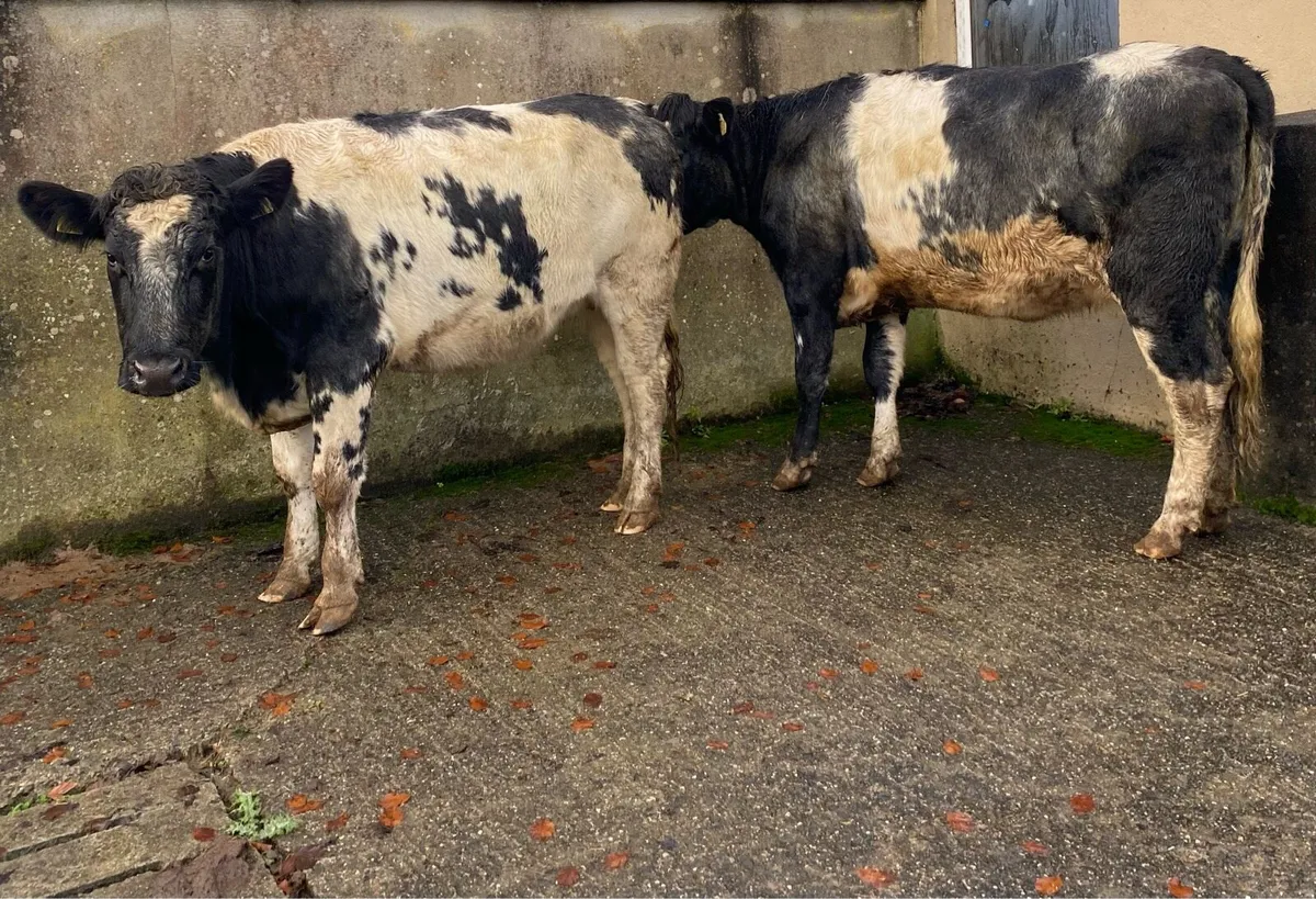 2 Blue First Calving Heifers - Image 1
