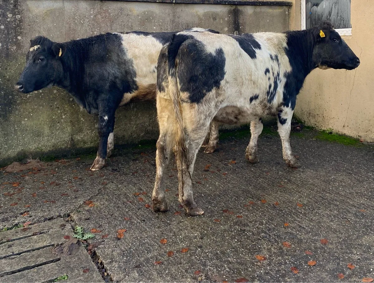2 Blue First Calving Heifers - Image 2