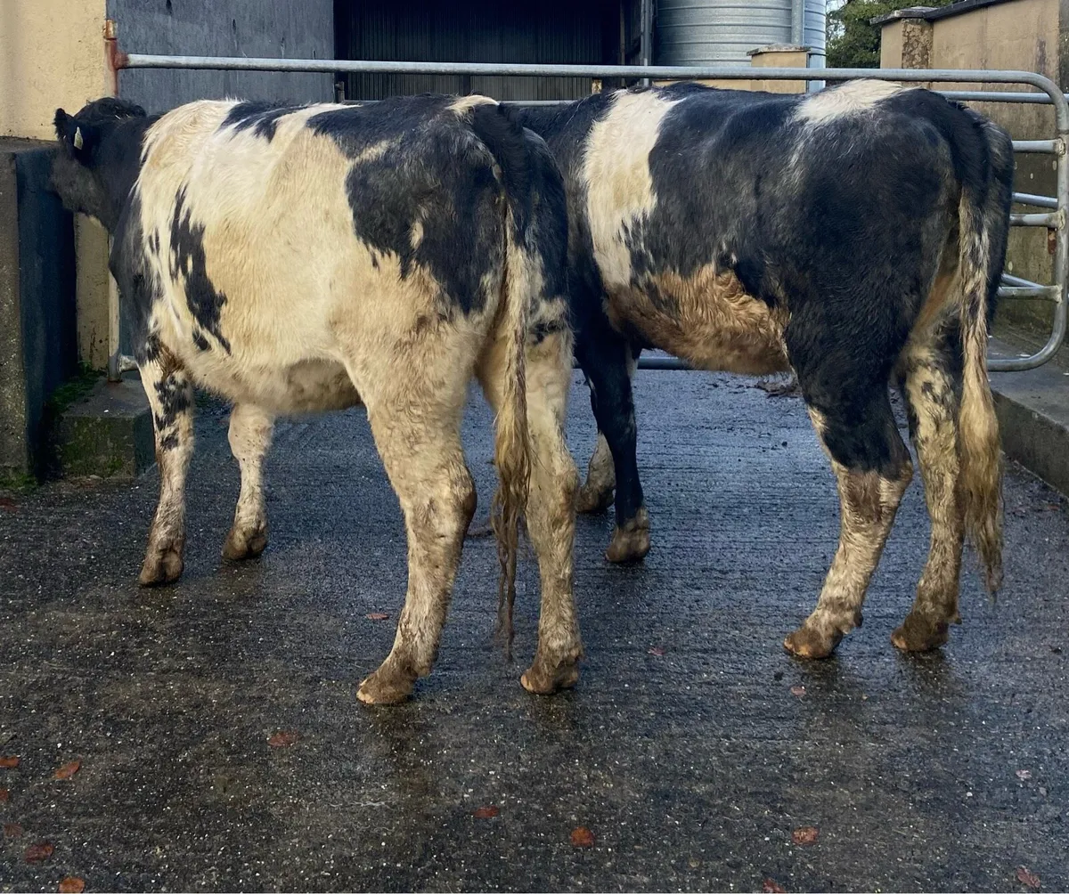 2 Blue First Calving Heifers - Image 3