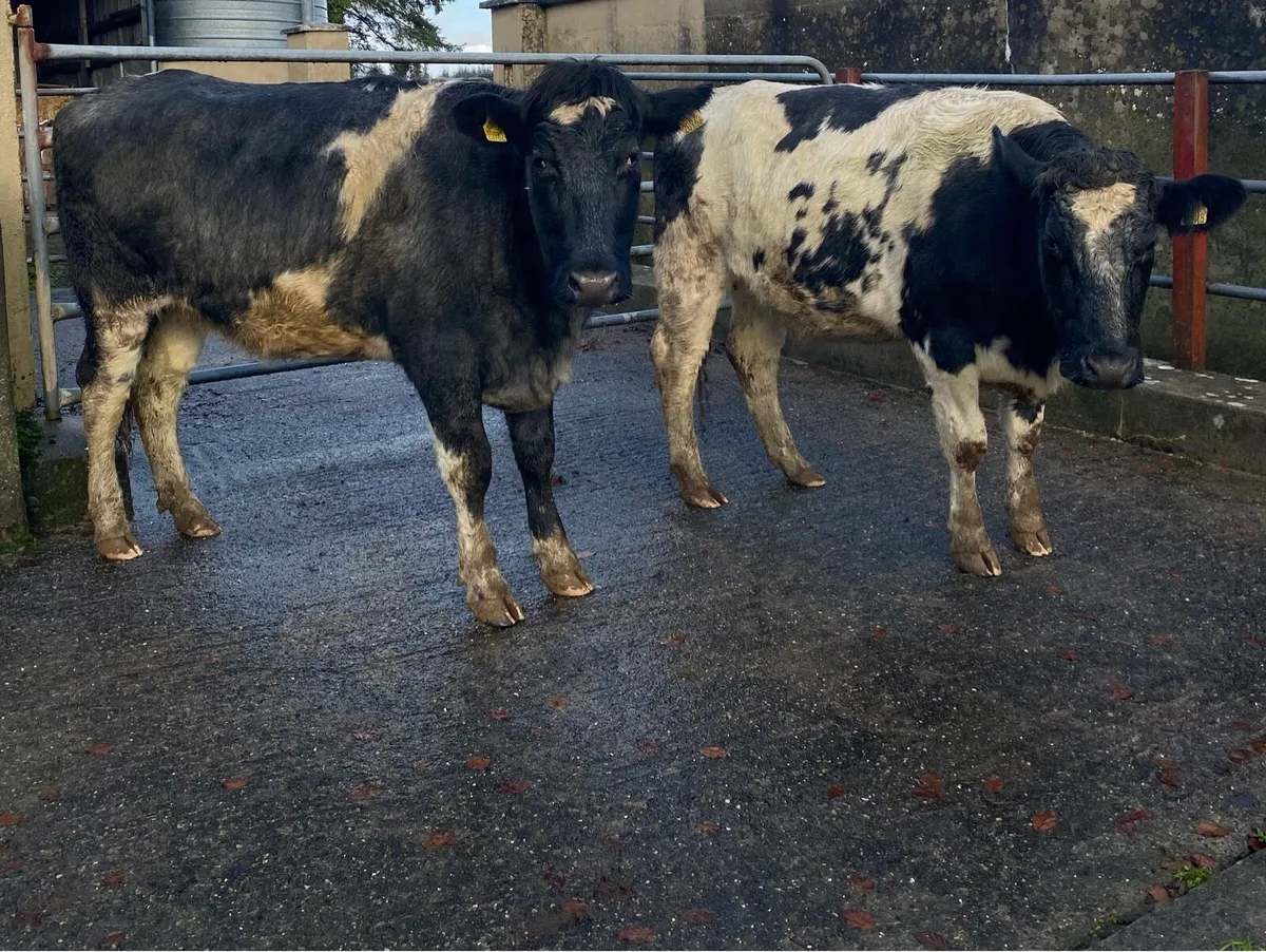 2 Blue First Calving Heifers - Image 4