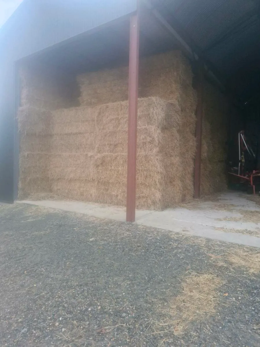 Spring wheat straw for sale