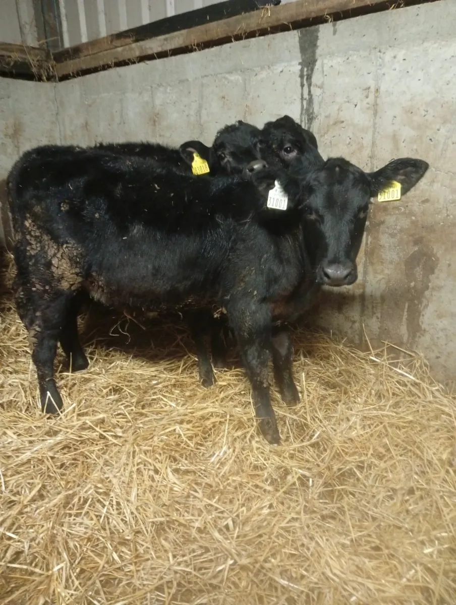 5 reared angus hefiers - Image 1