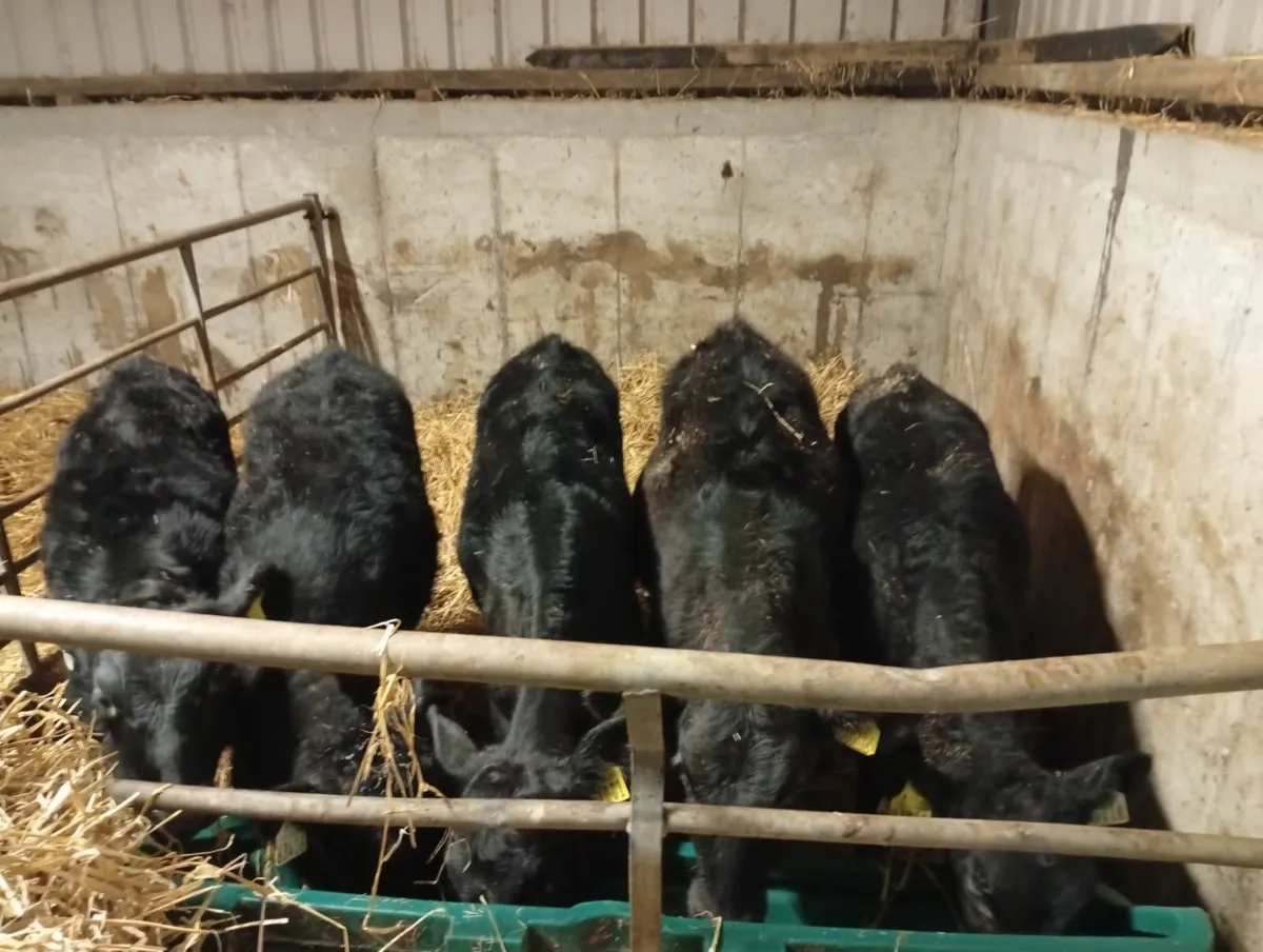 5 reared angus hefiers - Image 2