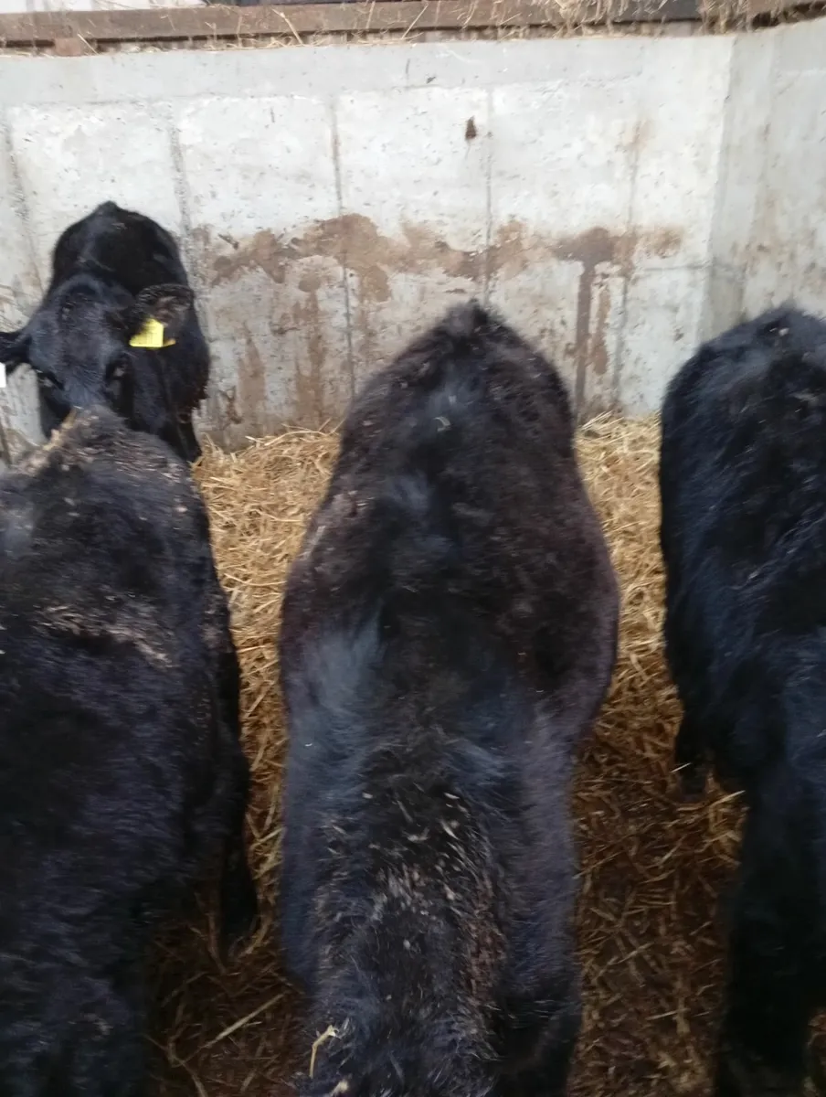 5 reared angus hefiers - Image 3
