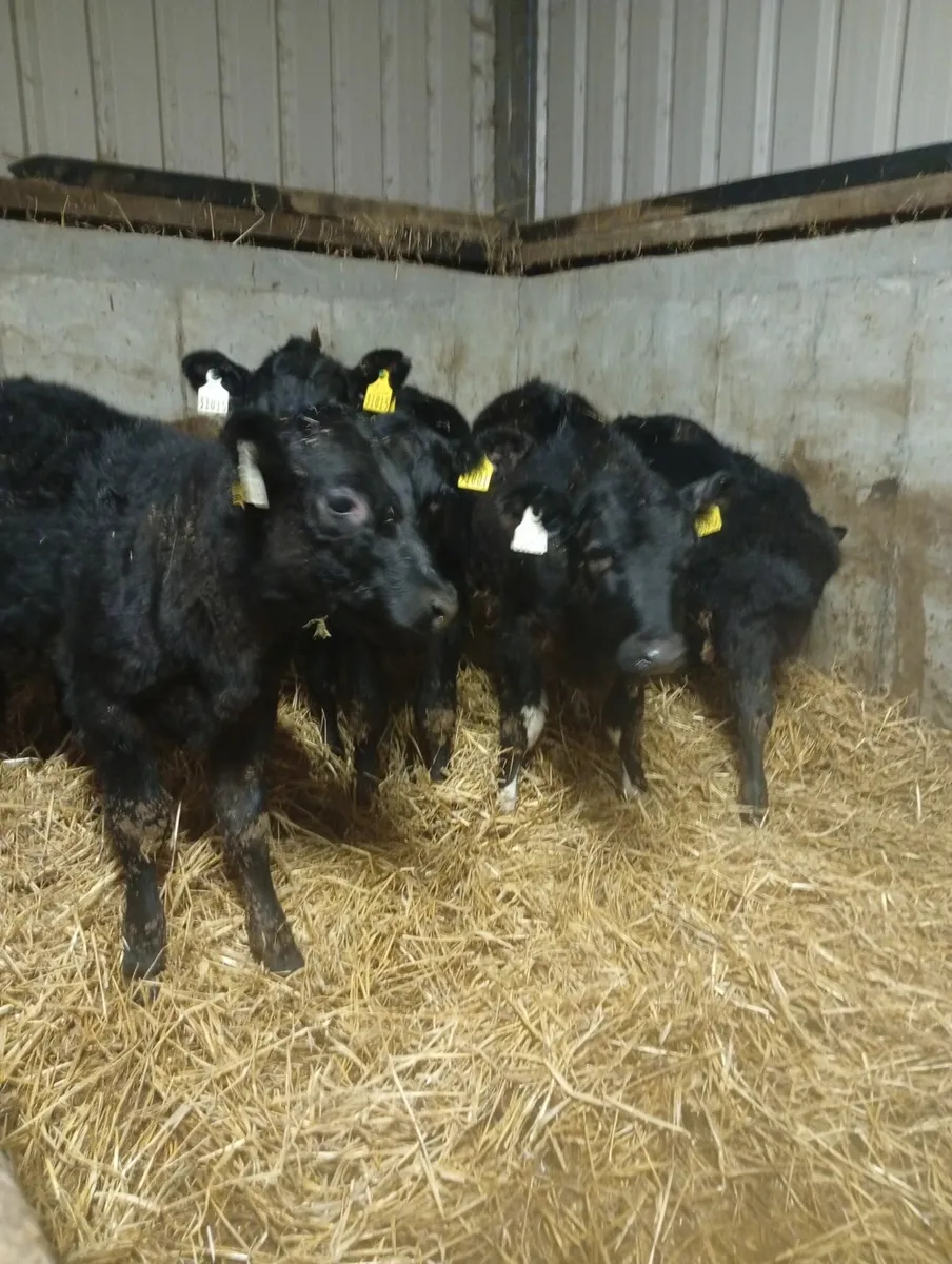 5 reared angus hefiers - Image 4