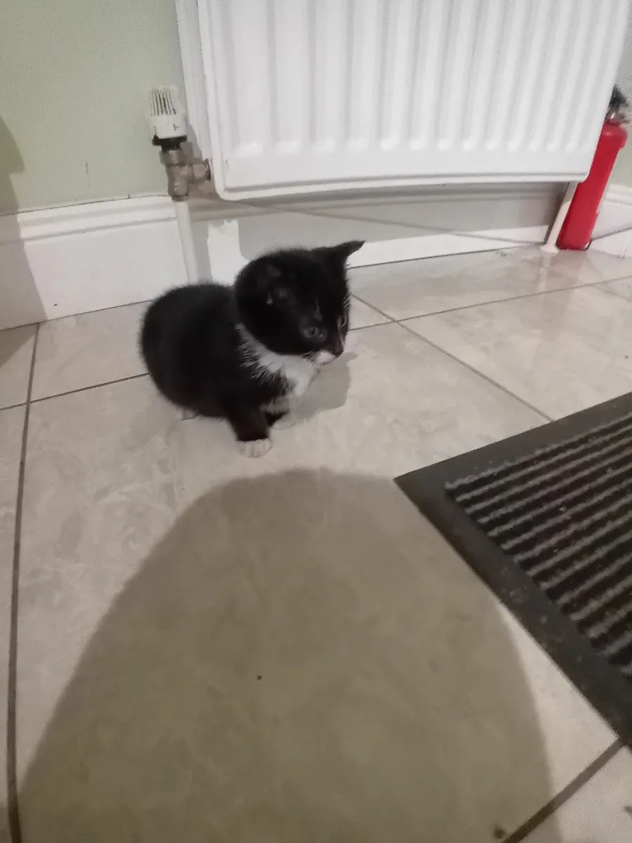 Kittens for Sale - Image 1