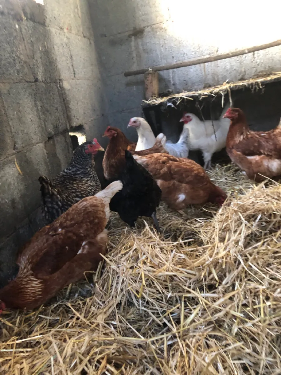 Poultry:Roasters and Hens - Image 1