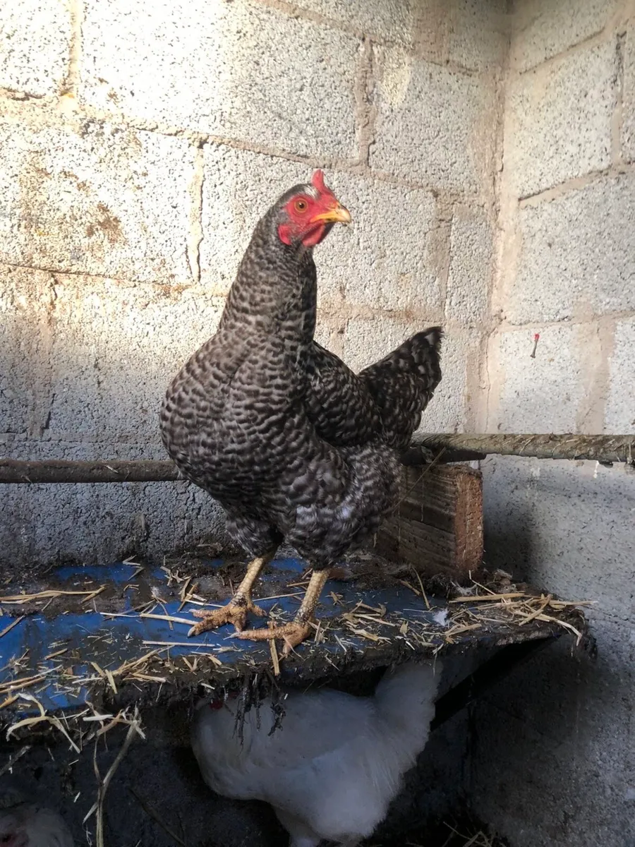 Poultry:Roasters and Hens - Image 2