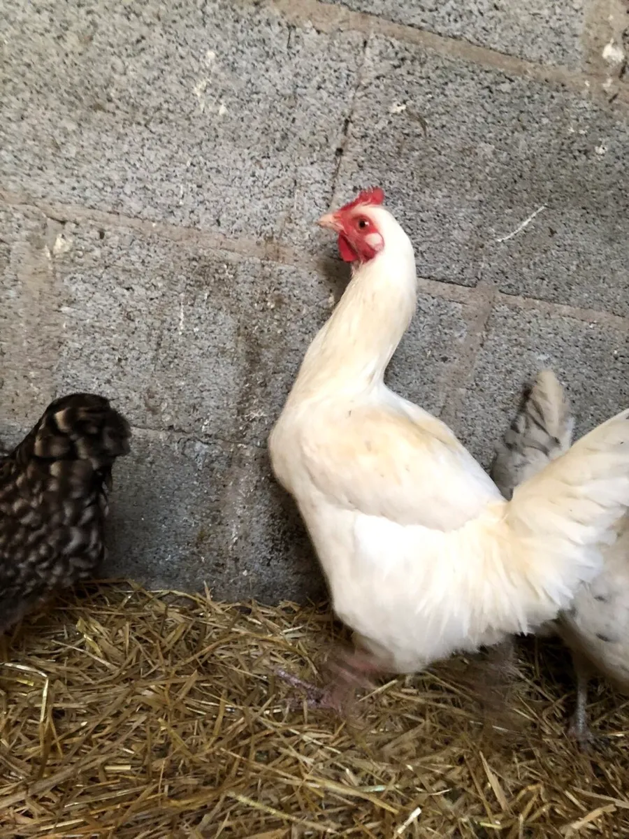 Poultry:Roasters and Hens - Image 3