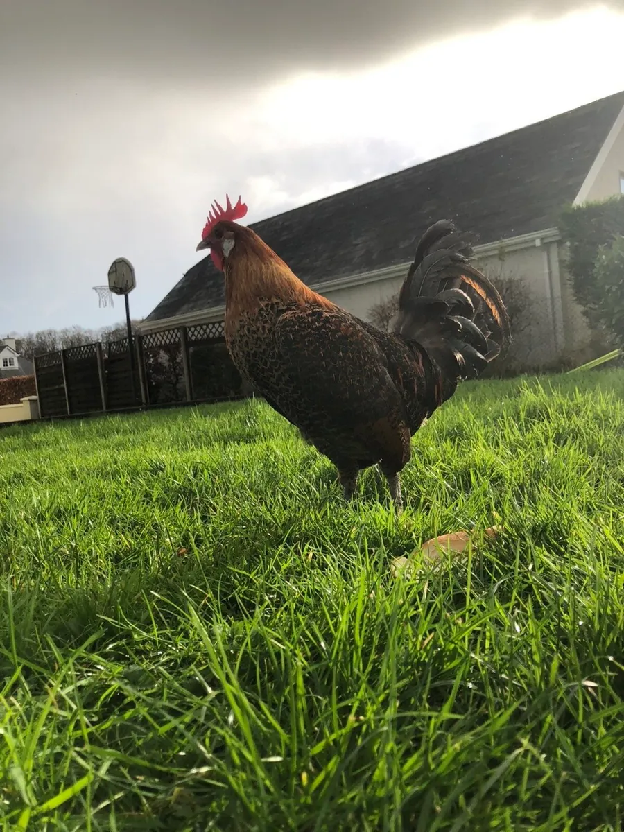 Poultry:Roasters and Hens - Image 4