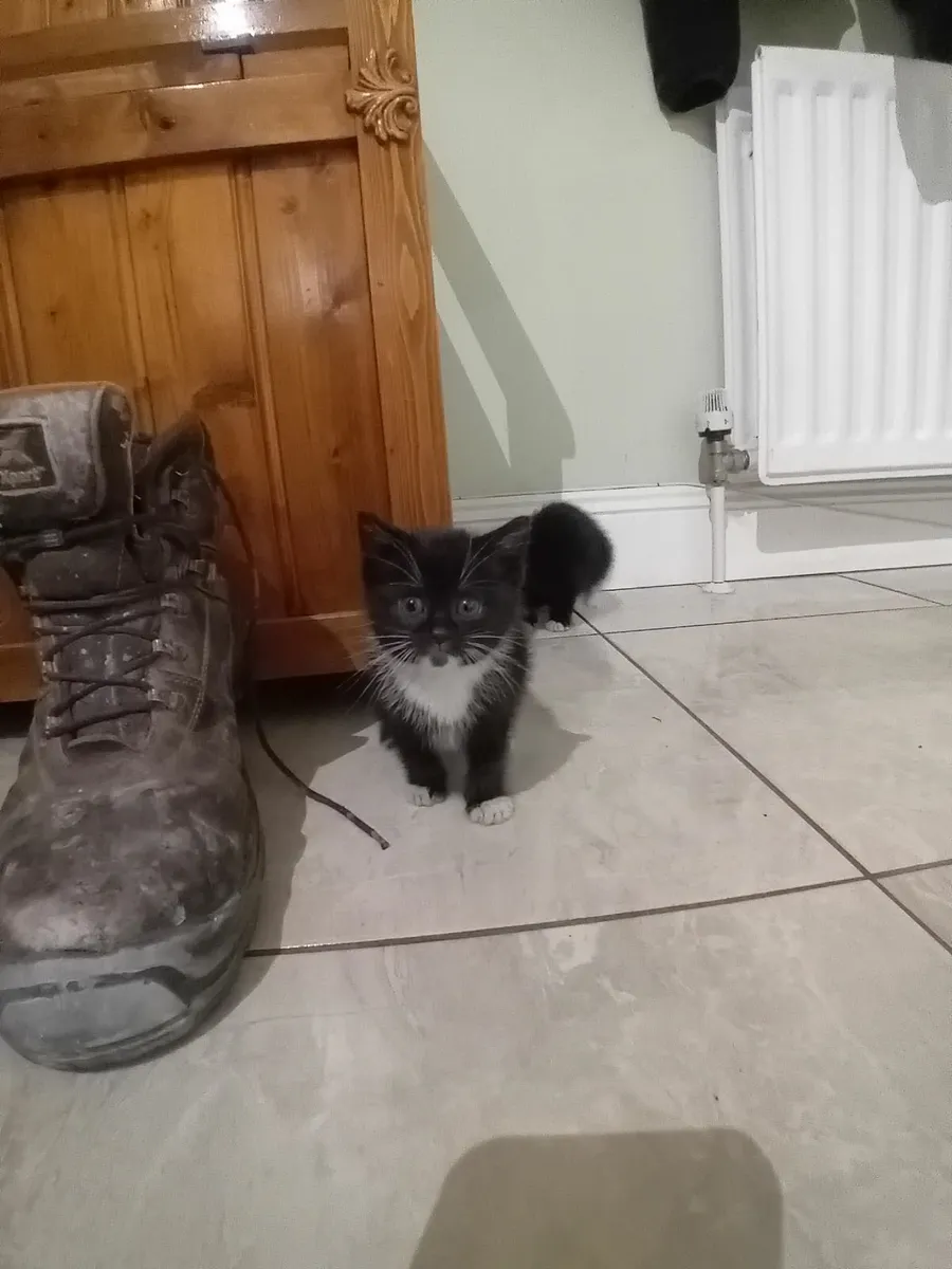 Kittens for Sale - Image 2