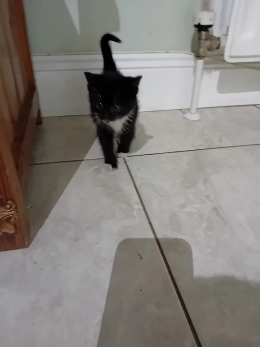 Kittens for Sale - Image 3
