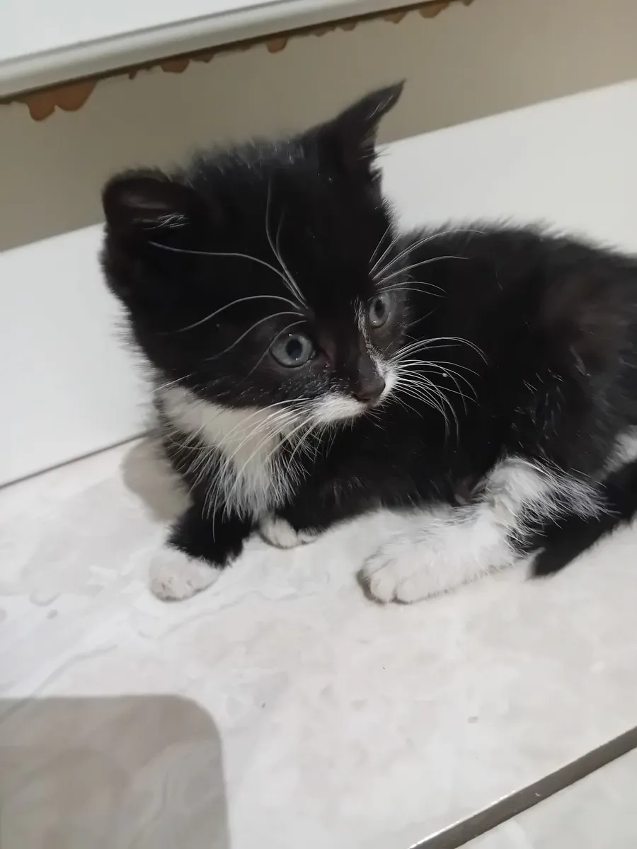 Kittens for Sale - Image 4