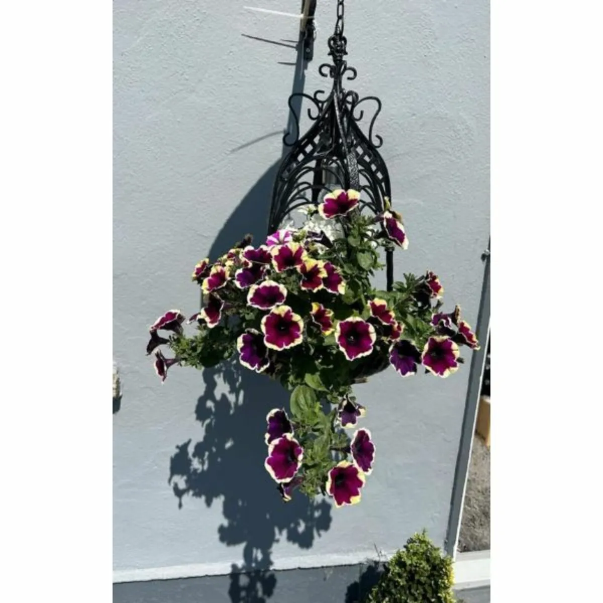 Ornate Hanging Basket - Image 1