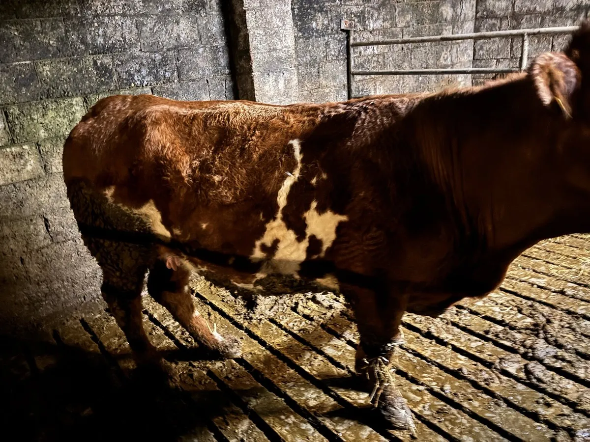 Cow and calf smashing calf - Image 1