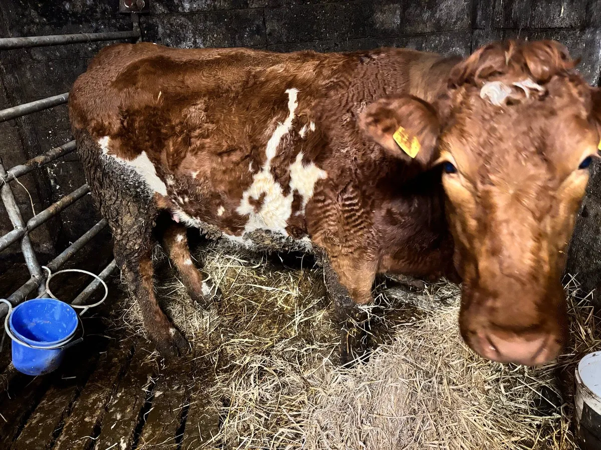 Cow and calf smashing calf - Image 2