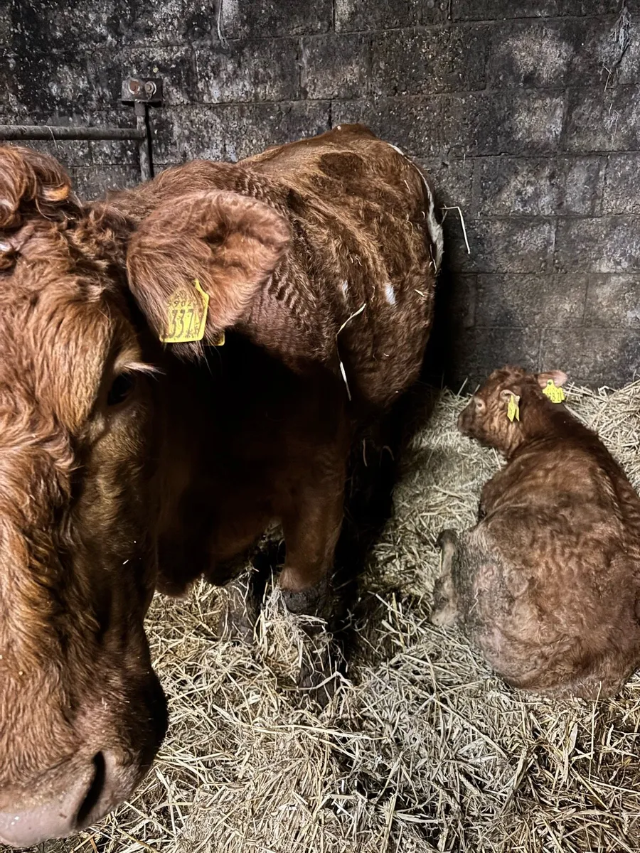 Cow and calf smashing calf - Image 3