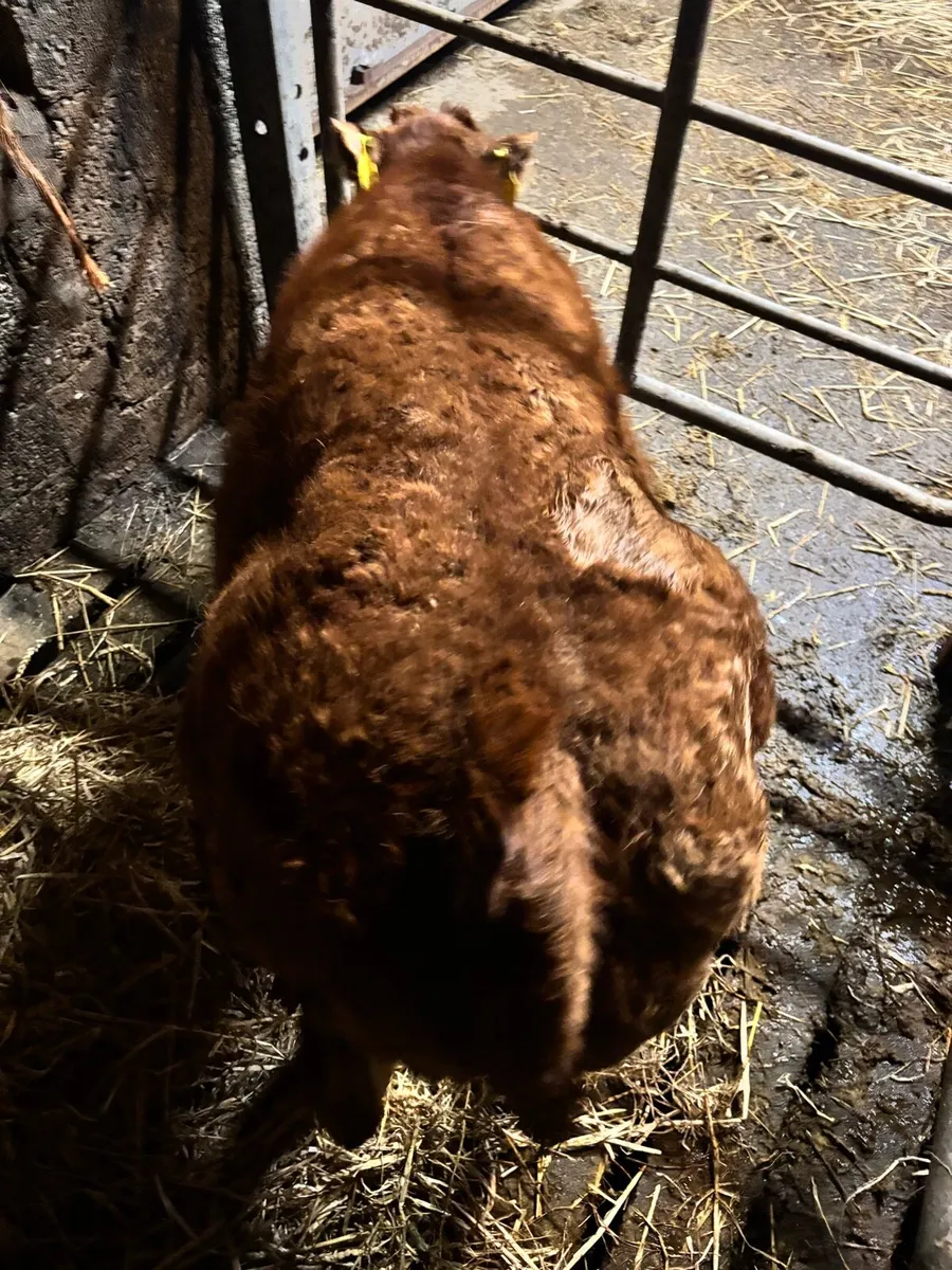 Cow and calf smashing calf - Image 4