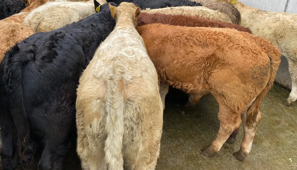 Mixed Grill @ Leinster Livestock - Image 4