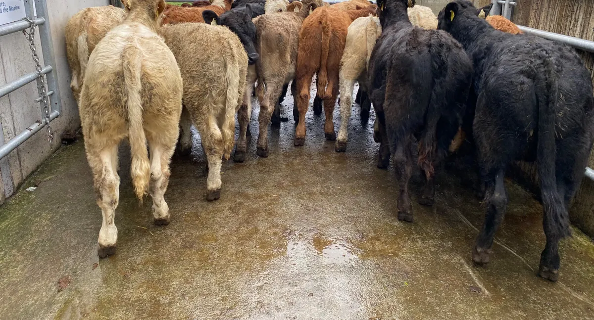 Mixed Grill @ Leinster Livestock - Image 3