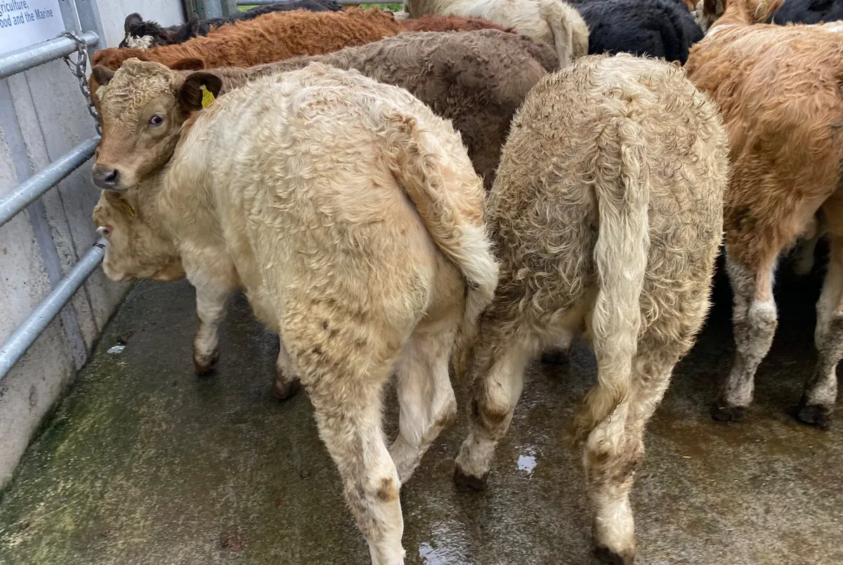 Mixed Grill @ Leinster Livestock - Image 2
