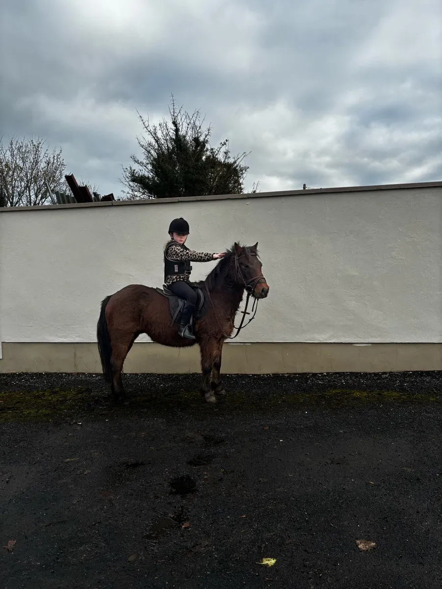 Ponie - Image 3