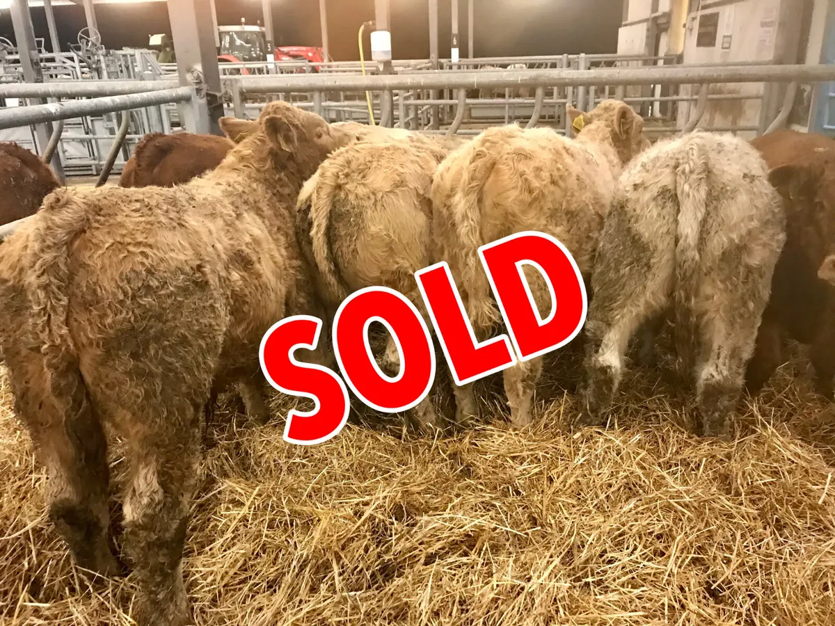 300kg  Bullocks @ Leinster Livestock - Image 1