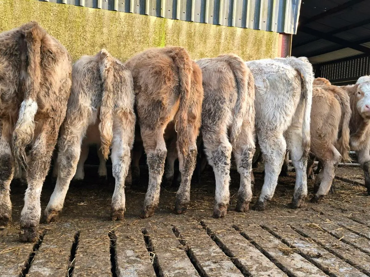 20 Super Charollais Heifer Weanlings - Image 1