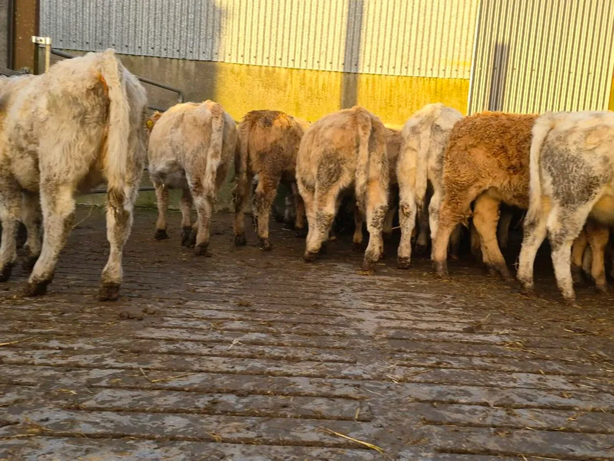 20 Super Charollais Heifer Weanlings - Image 2