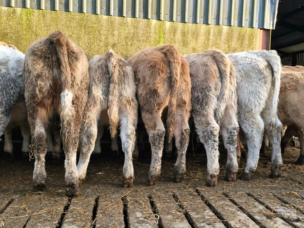 20 Super Charollais Heifer Weanlings - Image 3