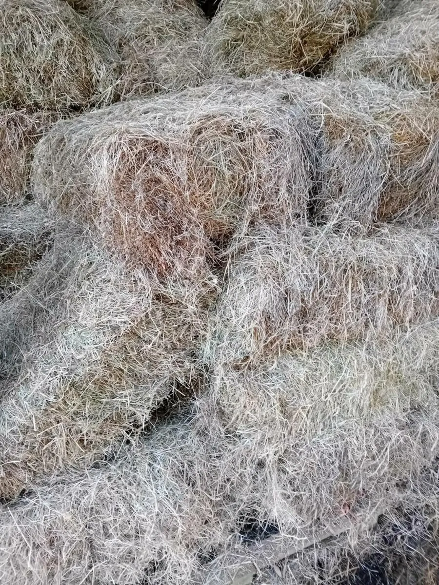 Hay For sale - Image 1