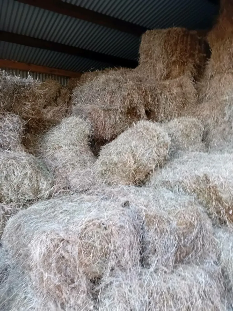 Hay For sale - Image 2