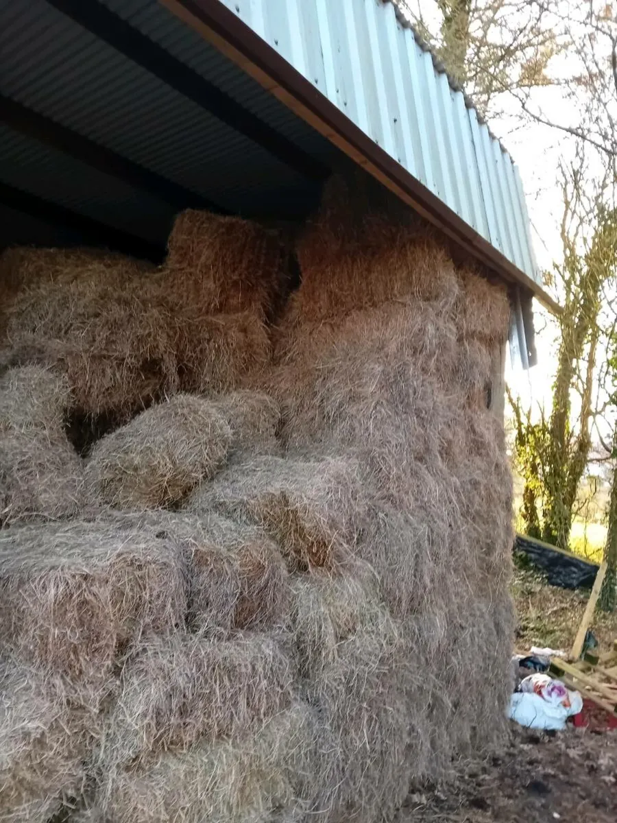 Hay For sale - Image 3