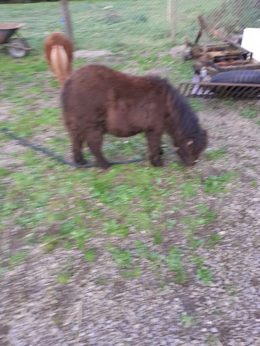 Miniature filly - Image 1