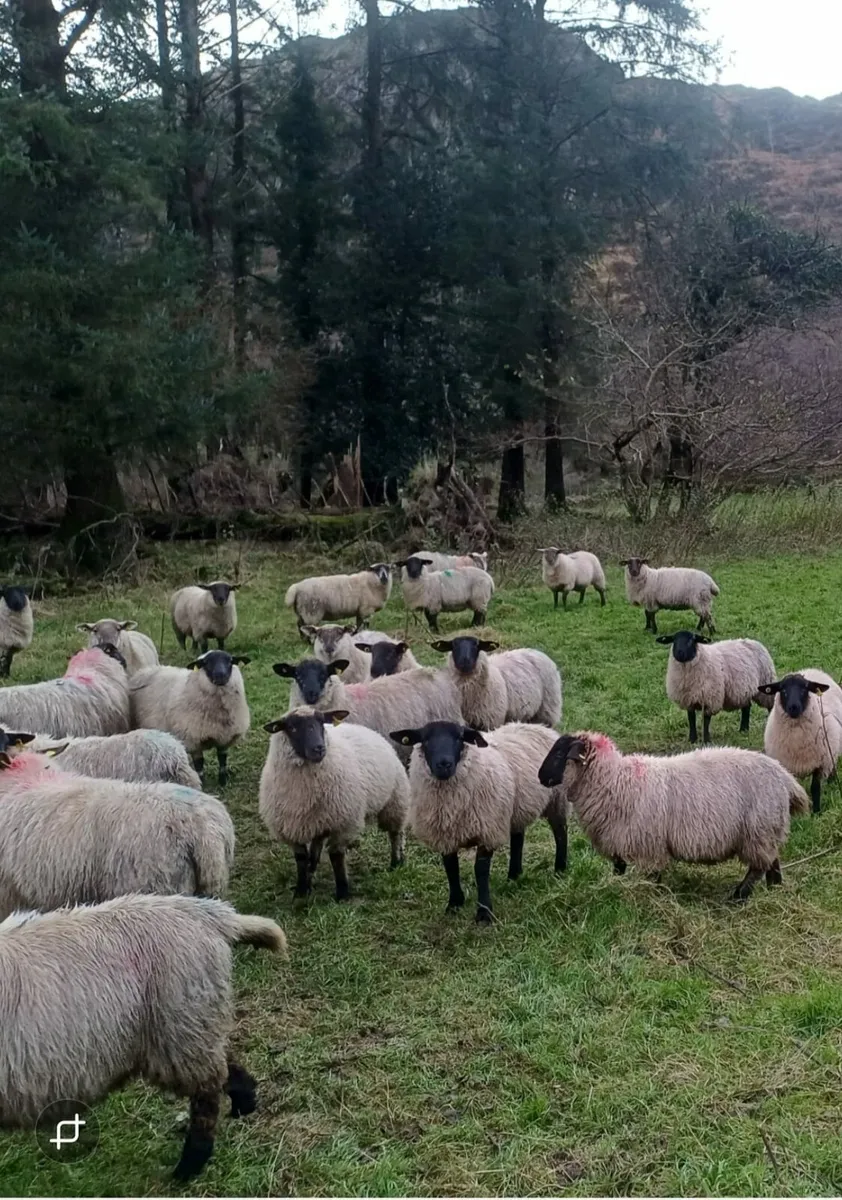 Suffolk Ewe Lambs - Image 1